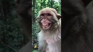Super Funny Monkey! #babymonkey #monkeyantics #cute