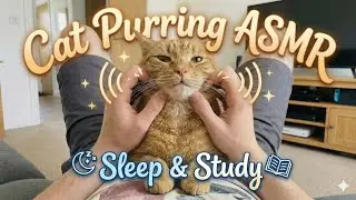 POV Cat Cheek Massage 😺 Deep Purring ASMR for Sleep | 20 Minutes