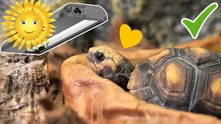 🐢 ILUMINACI&Oacute;N PERFECTA para TORTUGAS - &iexcl;Tu mascota te lo agradecer&aacute;! 💡