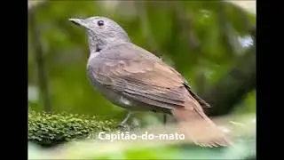 P&aacute;ssaro Capit&atilde;o do Mato (Lipaugus vociferans), cri-cri&oacute; ou jo&atilde;o-do-mato, Cotingidae #JTtriunfal