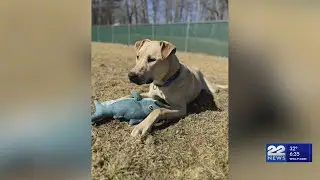 Massachusetts shelters to host fee-waived adoption event for dogs
