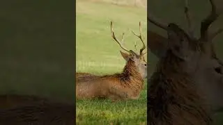 Deer sleeping video #shorts #sleep #new