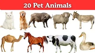 20 Pet Animals for Kids in English With Sound | Easy Names, Pictures & Kids Learning #kidseducation