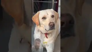 #FunnyDog​ #DogFails​ #CutePuppy​ #DogCompilation​ #PuppyFunnyMoments​ #DogBloopers​ #HilariousDog