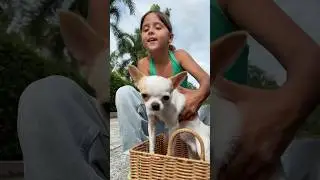 Что случилось со щенком?!