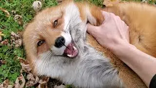 Surrounded by rescued foxes and cats 🦊🥰🐱