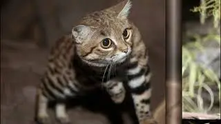 Черноногая кошка|Самый беспощадный охотник в мире|Blackfoot Cat| The World's Most Ruthless Hunter