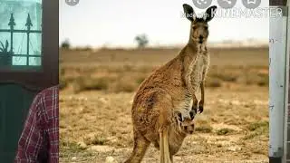 Adaptation /अनुकूलन /Parasitism /परजीविता /Socialism /सामाजिकता /Commensalism/सहभोजिता /सहोपकारिता/स