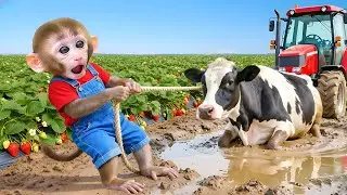 Bebé MONO NANA cosecha fresas y rescata a la vaquita atrapada en el barro profundo – Mono Nana ESP