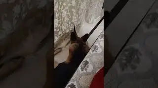 German shepherd ne kiya attack 😳#dog #dogs#pets