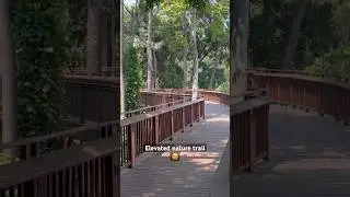 Elevated nature trail vlog #elevatedwalkway #naturetrails #naturetrail #malabarhill #mumbai #vlog