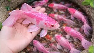Catch Colorful Freshwater Aquarium Fish – Giant Colorful Eggs,Turtles, Eels Sailfish, and Pencilfish