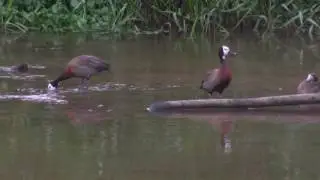 Irer&ecirc;s (Aves do Sorocaba)