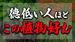 あなたの家にありませんよね？徳が弱っている時ほど選んでしまいがちな植物や2026年最も育てるべき観葉植物についてご紹介させて頂きます！
