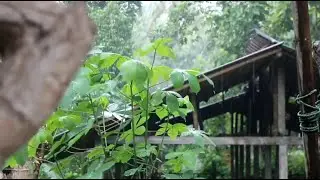 10 Hours Rain Sounds for Deep Sleep | Relaxing Night Rain & White Noise for Insomnia Relief Fast