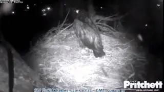 Flying insects loving the IR - SW Florida Bald Eagles