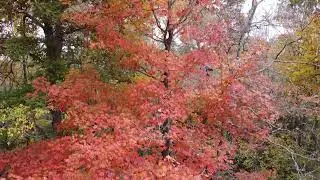 Beautiful Kentucky Maple Tree Fall 2025
