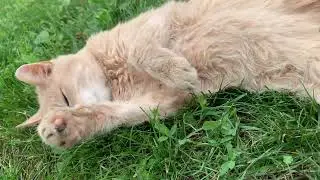 Sweet 19 years old Cat in the Garden