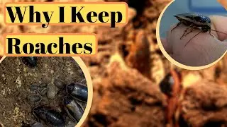 Dubia Roaches, Unusual Pets