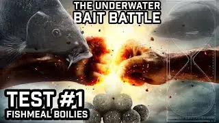 The underwater bait battle #1 - Testing fishmeal boilies (Carp fishing experiment)