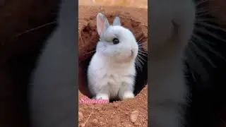 Discovering a little rabbit hiding in a hole, surprising nature moment #wildlife #rabbit #nature