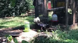 Tabletop Studios -Chicken Dance