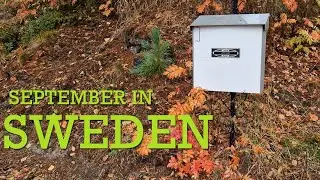 Autumn already in September in the North of Sweden (camping, rain, markets and leaves)
