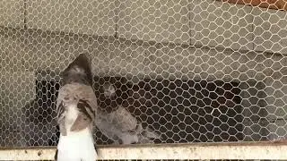 TIPPLERS Pigeon Singing 2018