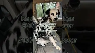 Автокресло для собак за 20 долларов против чехла на автокресло за 100 долларов и более?