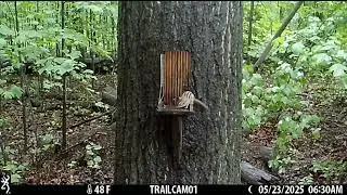 Chipmunk Feeding at the Squirrel Feeder