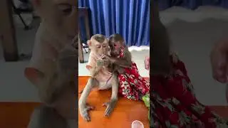 Monkey snuggles every day 🐒🥰💖 #HappyBond #LovelyHeart
