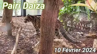 Pairi Daiza - 10 Février 2024 (Nouvelle Saison) Carnaval
