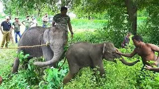 Rescue a baby elephant caught in a trap and send it back to the wild | Amazing animal rescue