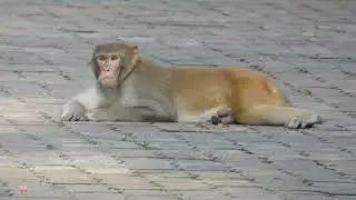 Rhesus Macaque, Macaca mulatta, Vansda National Park, Gujarat, India, 11 Aug 2025 (16)