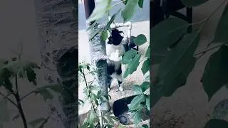 How a cat drinks water from a tap