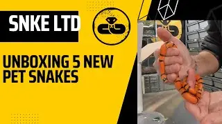 UNBOXING 5 NEW PET SNAKE SPECIES FOR THE SNAKE ROOM!