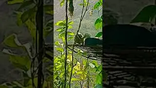 #forrest #nursery #plants #bonsai #squirrel #shorts #shortvideo #garden