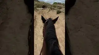 horseback riding adrenaline #horseback riding #horses