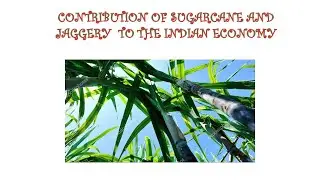 contribution of sugarcane & Jaggery  to Indian economy