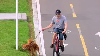 Historias en bici - ¿Cómo andar en bici con tu mascota?