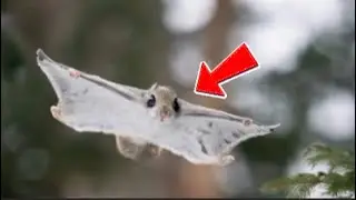 You Won&rsquo;t Believe How This Squirrel Shares Its Home! 😱