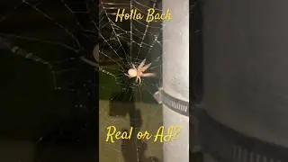Giant Mailbox Spider 2 😱 Real or AI? Mailbox Web Spinner #spider #realorai #spidersquad