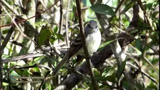 Mouse-colored Tyannulet - Hacienda Limon, Mara&ntilde;on Valley.