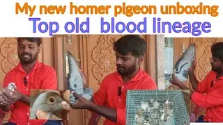 My new homer pigeon unboxing top blood lineage #tamil #petsworld #shorts #best #love #karnapura