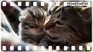 Watch Me Help Kittens Open Their Eyes for the First Time EVER! #kittens #cutecats #cutepets #cat