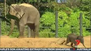 Baby Elephant Named Jasmine - Very cute