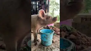 Pigs are strong and like to eat corn essence and boiled vegetables. Rural life records real life.