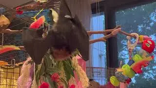 Baby flying-foxes growing up:  Bagel, Apropos, and the shape of flight