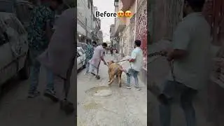 Simba is no more guys😭💔watch full vlog😭💔#ytshorts #petlover #animals #lion #pets #simba #tiger