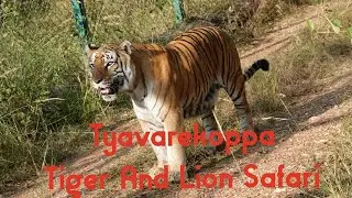 Tyavarekoppa Tiger And Lion Safari, Shimoga, Karnataka, HD Video